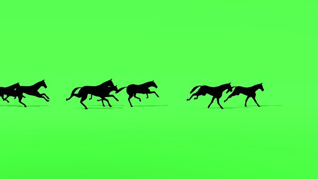 Large herd of horse silhouettes running on green screen
