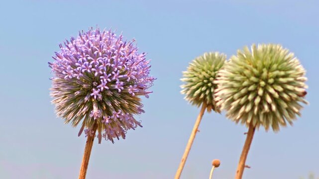 Close-up of wild thistle flowers against bright blue sky