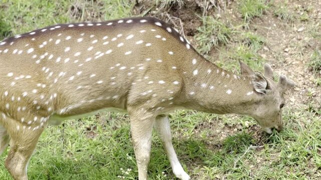 Close-up Full HD video of spotted deer grazing in lush green forest grassland, showing calm chital behavior, white spotted coat and natural wildlife habitat in a peaceful safari nature scene.