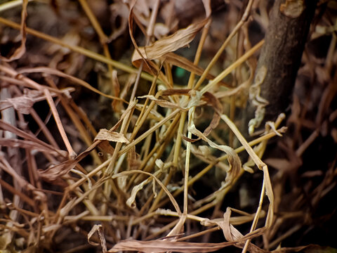 Close-up texture of dry tangled brown grass and dead plant stems