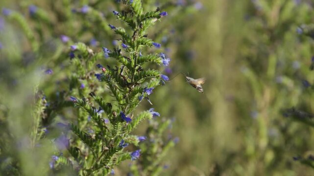 flower bud blooms on a sunny meadow with bees and green leaves, serene nature scene close-up, natural beauty in vivid colors and detailed petals, for editorial and web design.