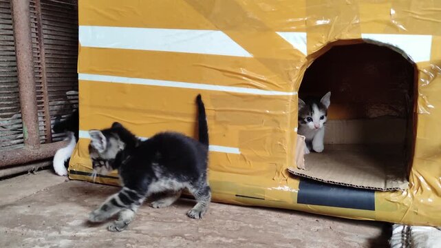 One-month-old kittens&mdash;walking clumsily, curious, fearful, and hissing&mdash;in a home-based rescue shelter for cats