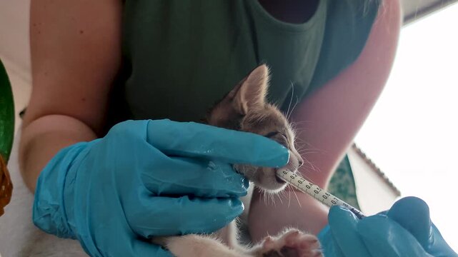 Veterinary nurse administers medication via syringe to a malnourished kitten found abandoned.