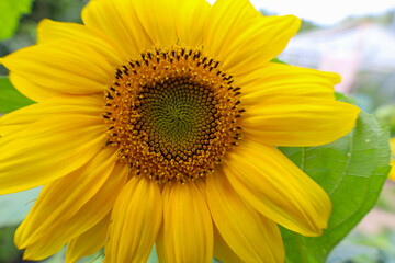Naklejka premium A vibrant blooming sunflower in close-up showcases rich yellow petals and a textured center filled with seeds. Soft natural lighting highlights the detailed structure of the flower and its fresh green