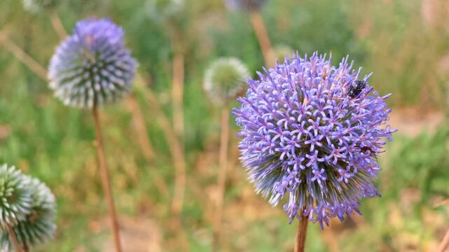 Three frames show purple globe thistle flowers with bee