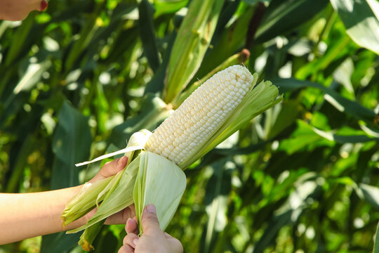 Fresh White Corn Harvest in Zhangzhou - Bountiful Milk Kernels Ready for Ripening