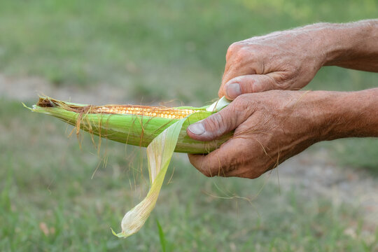 Close-up of male hands peeling green leaves from corn cob before cooking.