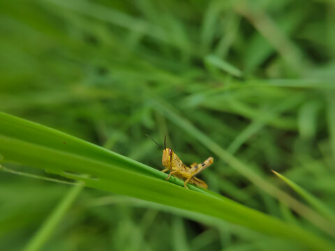 An extreme close-up of a grasshopper perched on tall grass,herbivorous insect from the suborder Caelifera.