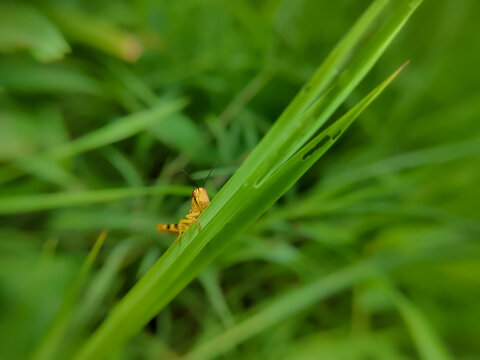 An extreme close-up of a grasshopper perched on tall grass,herbivorous insect from the suborder Caelifera.