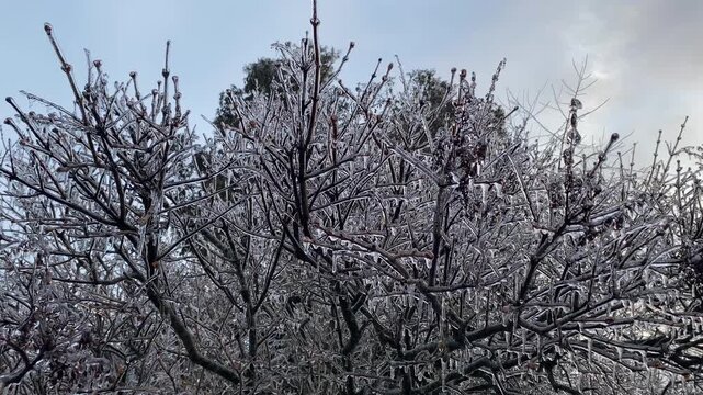 Ice-covered branches of a lilac tree swaying gently in the breeze after a winter freezing rain storm.