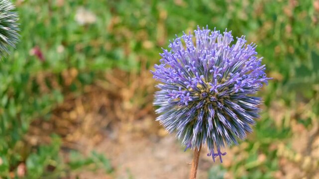 Round purple flower head with spiky petals