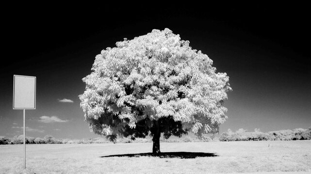 Solitary mango tree in field with blank sign board. Analog photography on 35mm Rollei infrared film, Nikon FM3A camera. Copy space available for text insertion. Surreal black and white landscape.