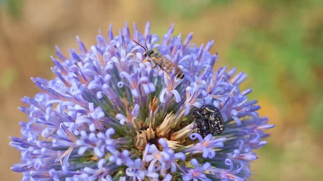 Three frames capture bees interacting with globe thistle blossoms