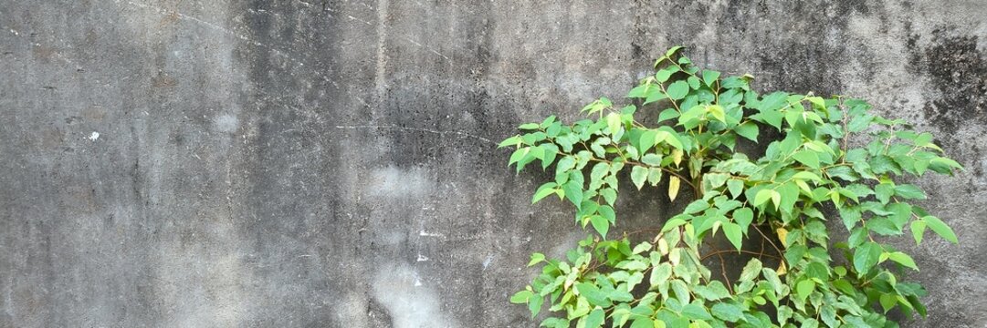 Green plant growing against weathered concrete wall demonstrating resilience