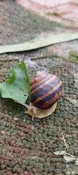 Close-up front view of a garden snail with a striped spiral shell crawling slowly on a rough textured surface near a green leaf. Nature, wildlife, slow motion, macro biodiversity, and environmental