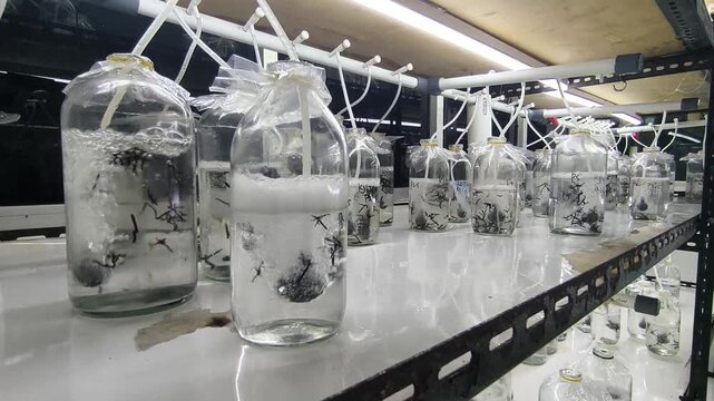 Seaweed tissue culture research in aerated lab flasks, micropropagation of red macroalgae Gracilaria in laboratory laboratory glass bottles
