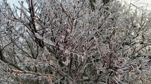 Ice-covered branches of a lilac tree swaying gently in the breeze after a winter freezing rain storm.