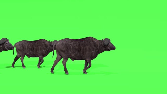 Small group of african buffaloes walking on green screen