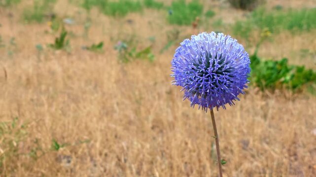 One globe thistle flower in sunlit meadow with blurred golden grass