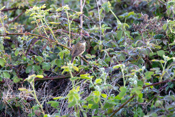 Fototapeta premium Sedge warbler among bramble leaves