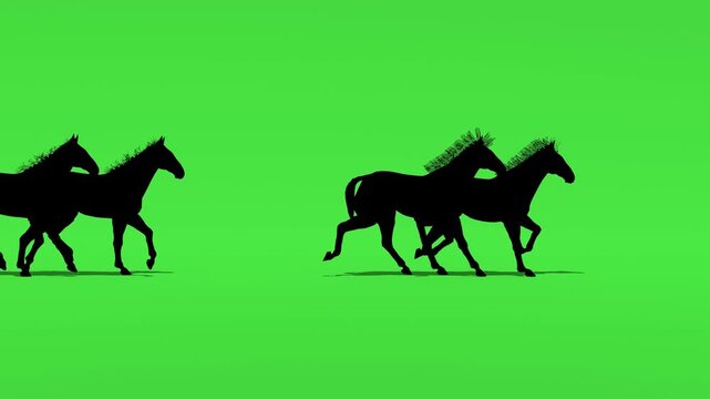 Small group of horse silhouettes walking on green screen