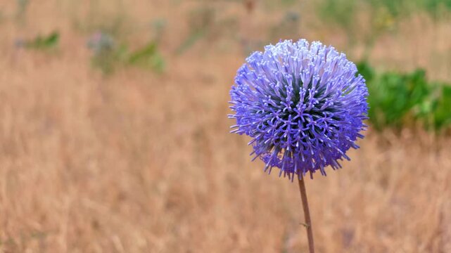 Purple globe thistle in field
