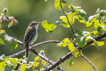 Fototapeta premium Sedge warbler in backlit bramble