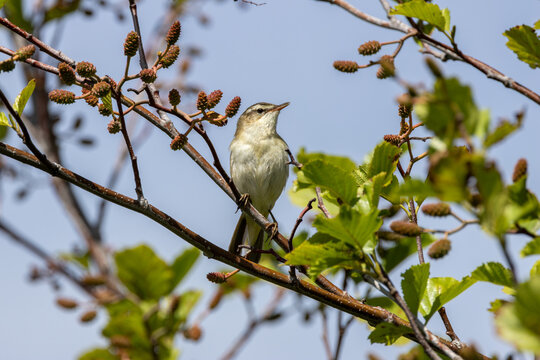 Sedge warbler in an alder tree