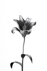 Obraz premium Elegant black and white lily illustration