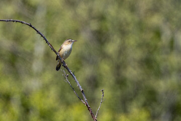 Fototapeta premium Sedge warbler on a bramble stem