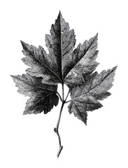 Fototapeta premium PNG Detailed vintage maple leaf illustration in black and white.