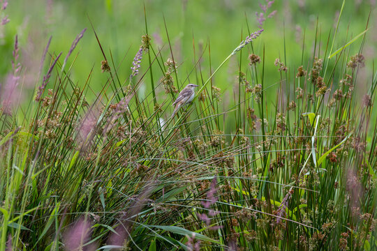 Sedge warbler perched among green rushes