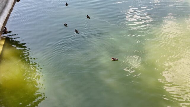 Flock of wild ducks swimming in a picturesque green park lake with reflections of trees and architecture, urban recreation area, sunny summer day.