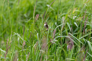 Fototapeta premium Sedge warbler singing in tall grass
