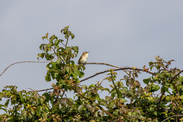 Fototapeta premium Sedge warbler singing from the top of a bramble