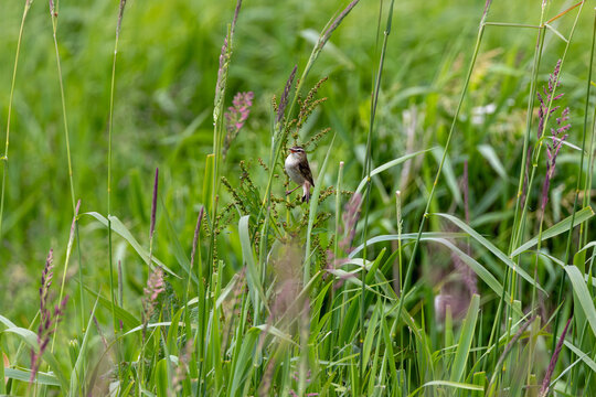 Sedge warbler singing in tall grass