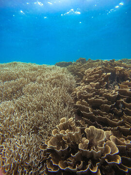 branch and foliose coral