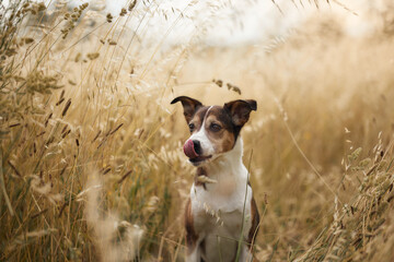 Curious dog looks attentively toward the camera among tall sunlit summer grass. Warm countryside...