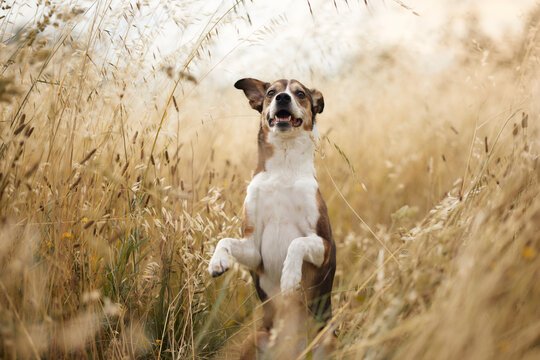 Playful dog balances upright with raised paws in a sunlit golden field. Charming outdoor portrait highlights pet training, intelligence and active summer fun.
