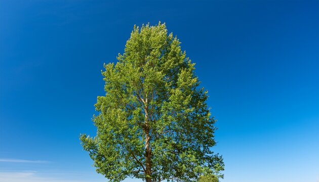 A Single Tall Poplar Tree Against A Clear Blue Sky