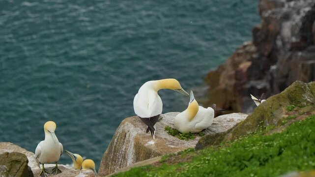 Northern Gannet (Morus bassanus) Pair Interacting Before One Takes Flight from Nest