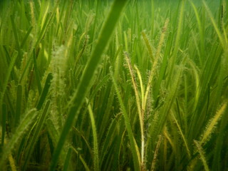 Fototapeta premium Dense Seagrass Meadow