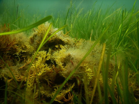 Mixed Seagrass and Seaweed Ecosystem