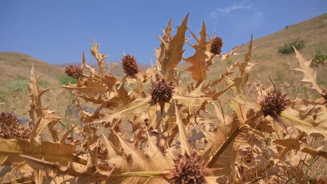 Close-up of thistle-like plant with brown, bumpy seed pods