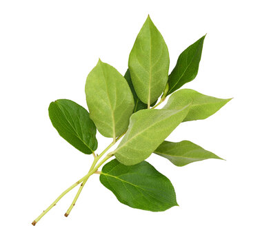 Fresh twigs with green leaves isolated on white or transparent background. Profile view.