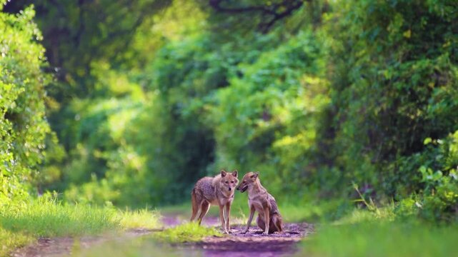 Pair of Golden Jackals walking together through the natural wetlands and grasslands of Keoladeo National Park, Rajasthan, India, showcasing wild behavior in their natural habitat.
