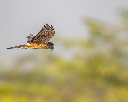 A Montagu harrier