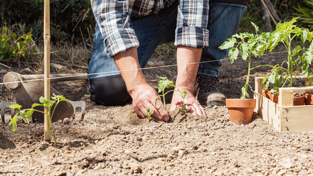 Close up of farmer's hands planting tomato seedling in soil in organic field. Garden work in spring. Traditional agriculture.