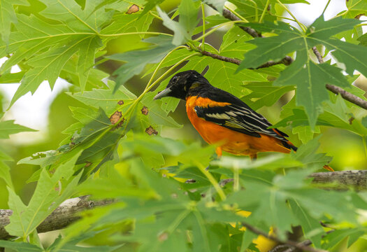 Male Baltimore oriole perched in a tree.