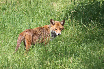 Fototapeta premium Rotfuchs / Red fox / Vulpes vulpes